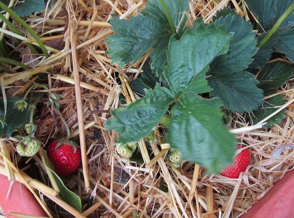 Planter des fraisiers en mars : variétés et technique de plantation