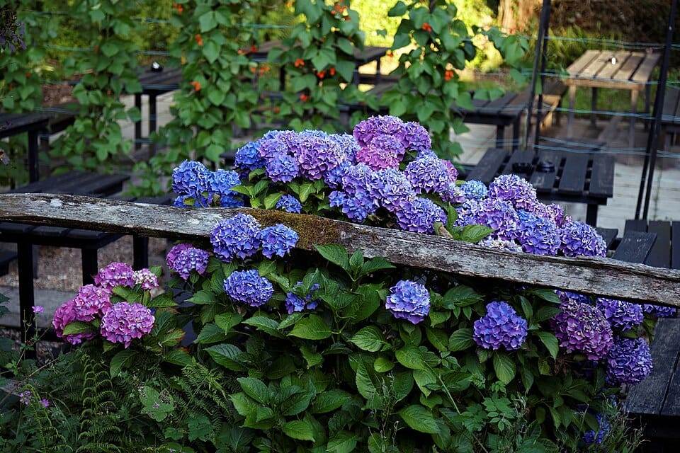 Entretenir les hortensias en hiver : taille et protection