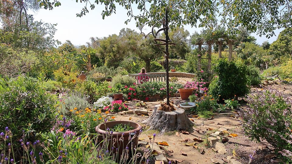 Les plantes médicinales du jardin : cultiver et utiliser
