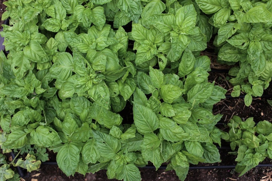 Herbes aromatiques en juin 2026 : basilic, persil, ciboulette, les gestes qui relancent la pousse