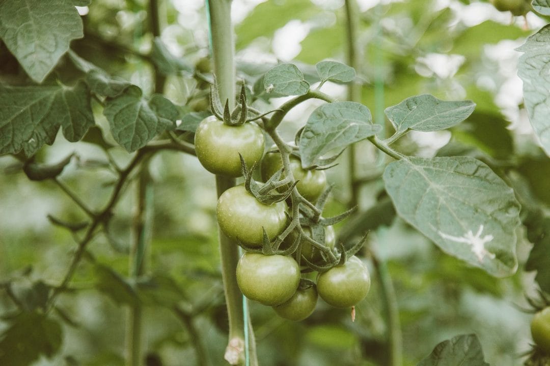 Réussir ses tomates fin juin 2026 : mildiou, gourmands et arrosage, les gestes qui sauvent la récolte