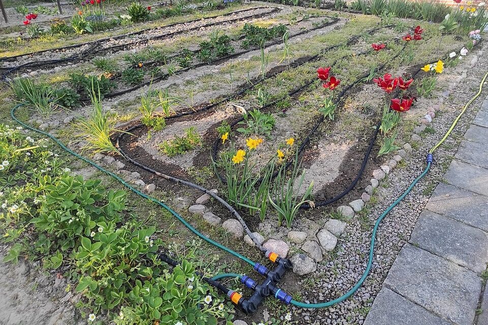 Arroser son jardin pendant les vacances d'été 2026 : goutte-à-goutte, oyas et paillage