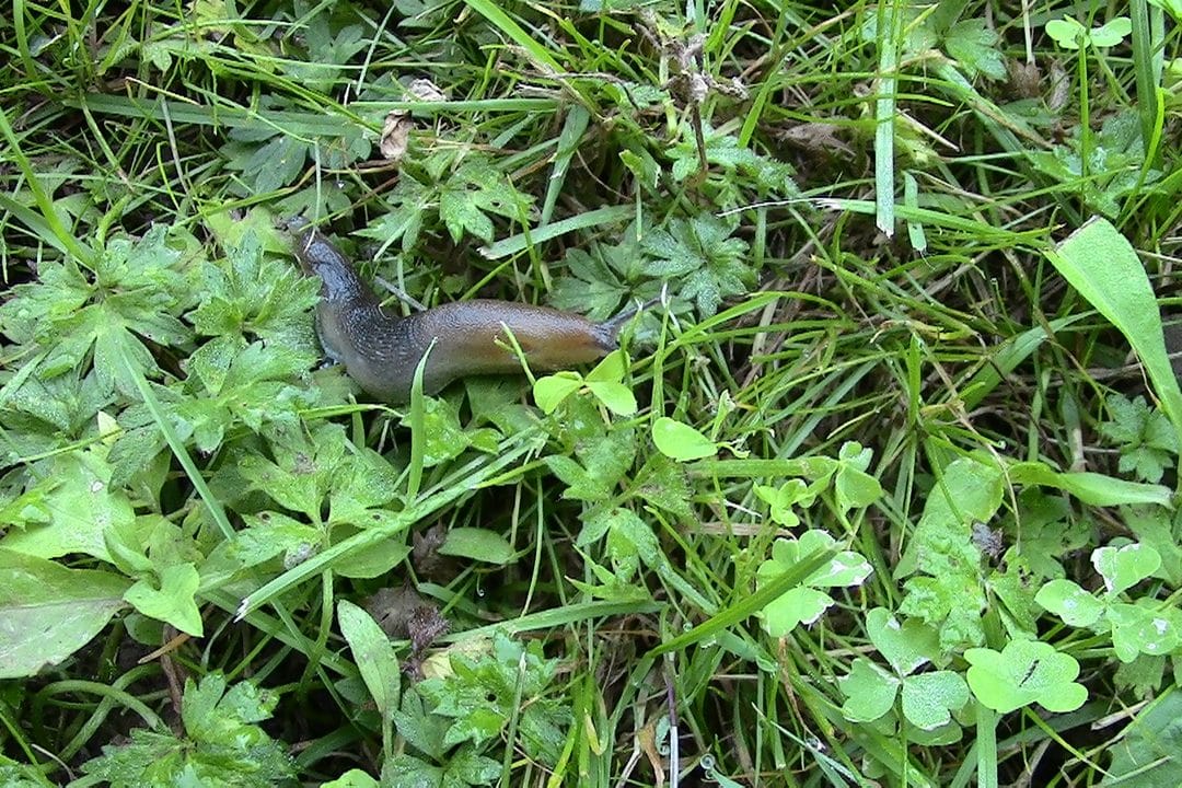 Limaces et escargots au potager en juillet 2026 : les barrières qui tiennent, les pièges qui marchent et ce qui ne sert à rien