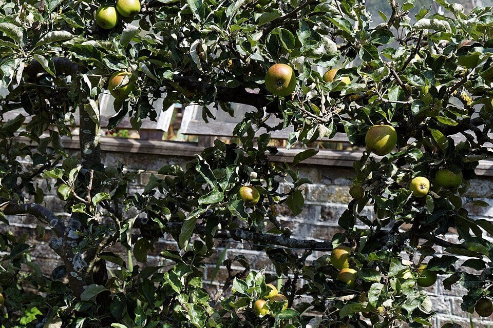 Tailler les arbres fruitiers en juillet 2026 : le geste sur pommiers et poiriers, et l'erreur qui tue cerisiers et pruniers