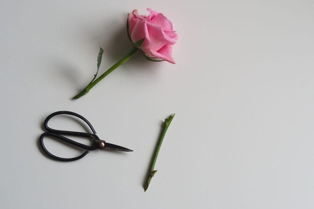 Bouturer les rosiers en septembre : la technique qui prend, et l'erreur de tuteurage qui fait pourrir la bouture