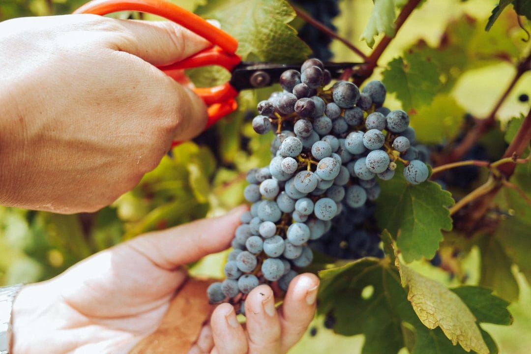 Récolter le raisin de table en septembre 2026 : le test de dégustation qui ne trompe pas, et l'erreur de coupe qui fait pourrir la grappe