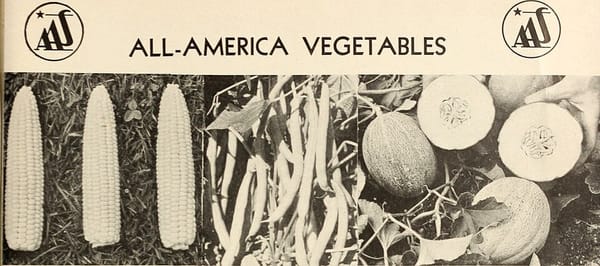 Les tomates cerises : meilleures variétés et conseils de culture