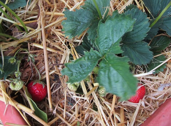 Planter des fraisiers en mars : variétés et technique de plantation