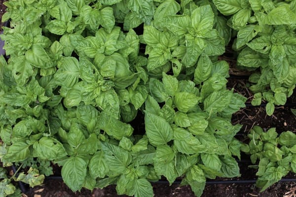 Herbes aromatiques en juin 2026 : basilic, persil, ciboulette, les gestes qui relancent la pousse