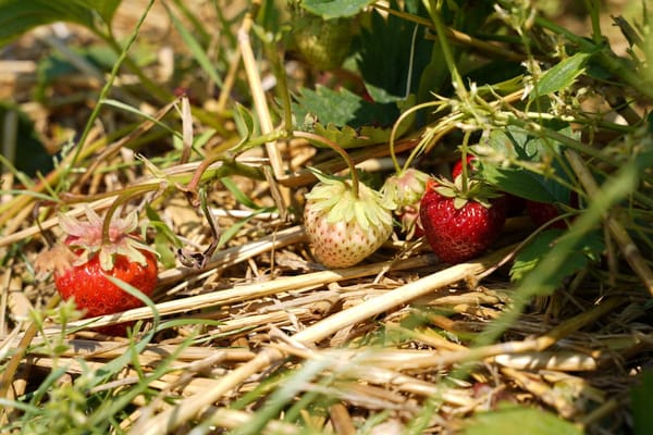 Fraisiers et petits fruits en juin 2026 : récolte, stolons et protection, les gestes qui sauvent la saison