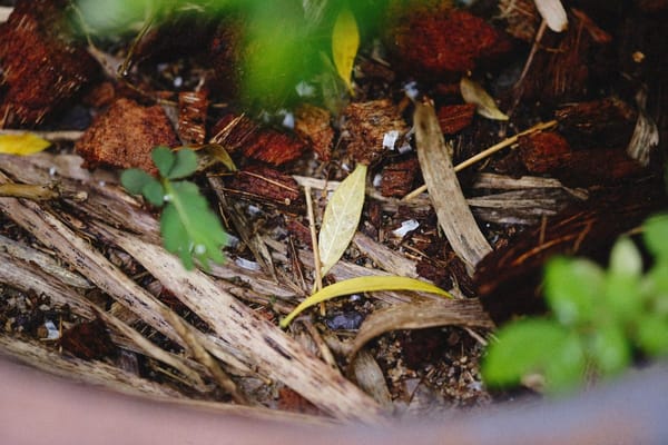 Réussir son compost en plein été 2026 : l'équilibre vert-brun, le piège des tontes et les gestes qui le font chauffer à cœur