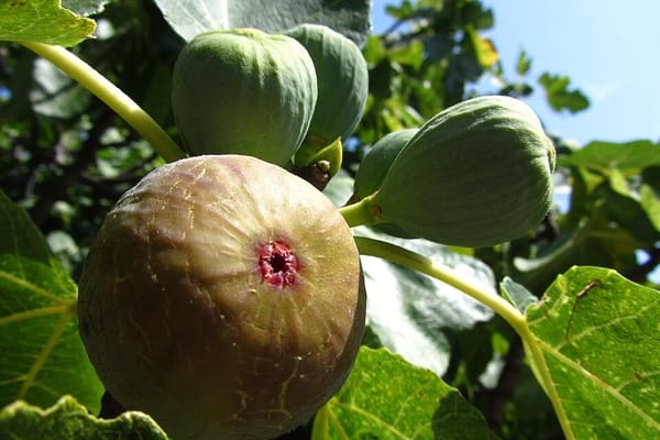 Récolter les figues en juillet 2026 : la goutte de nectar qui ne trompe pas, et l'erreur qui les fait pourrir en un jour