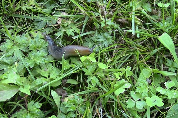 Limaces et escargots au potager en juillet 2026 : les barrières qui tiennent, les pièges qui marchent et ce qui ne sert à rien