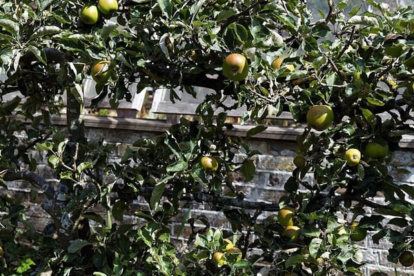 Tailler les arbres fruitiers en juillet 2026 : le geste sur pommiers et poiriers, et l'erreur qui tue cerisiers et pruniers