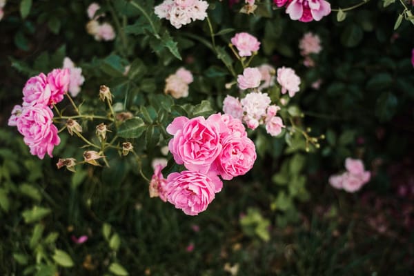 Réussir la seconde floraison des rosiers en juillet 2026 : la taille des fleurs fanées, l'arrosage et l'erreur d'engrais qui épuise la plante