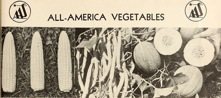 Les tomates cerises : meilleures variétés et conseils de culture