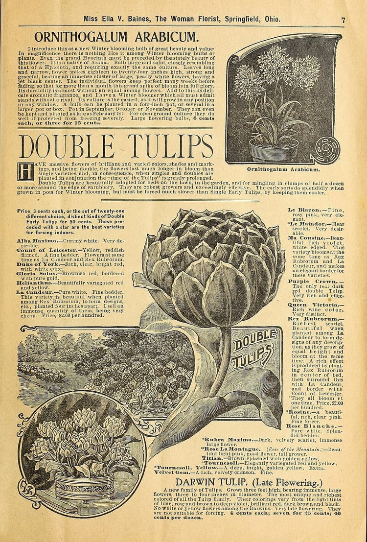 Planter des tulipes en novembre : il n'est pas trop tard !