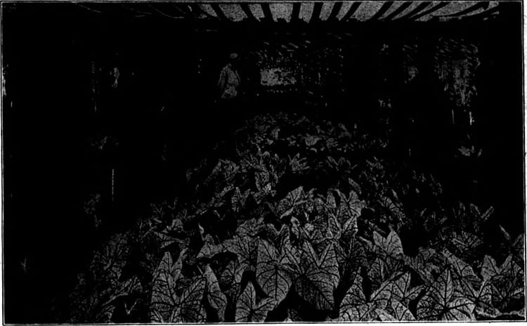 Légumes à semer en novembre sous serre : le guide complet