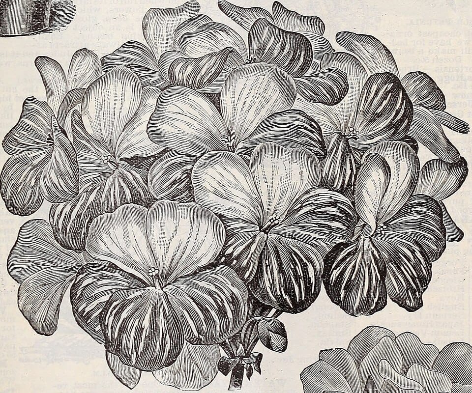 Bouturer les géraniums pour le printemps : technique pas à pas