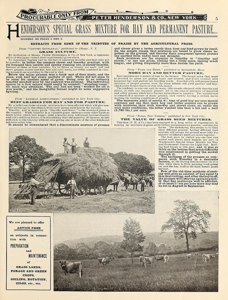 Entretien du gazon en automne : les étapes clés