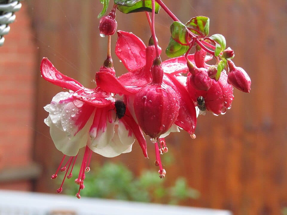 Bouturer les fuchsias et pélargoniums pour l'été