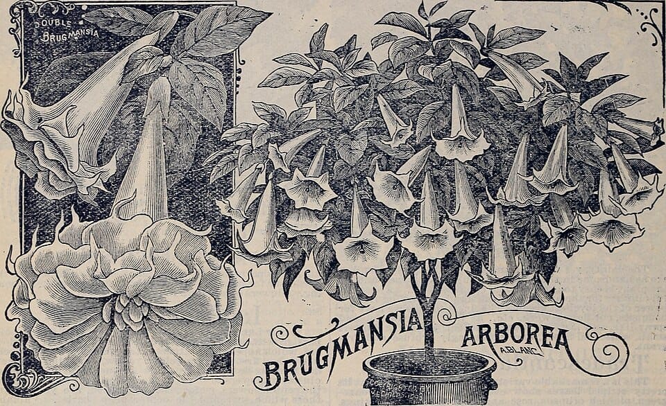 Les plantes d'hiver pour égayer balcons et terrasses