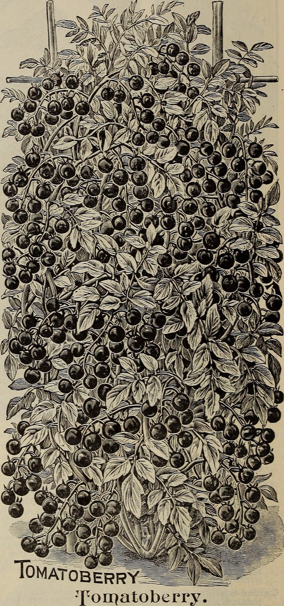 Potager d'automne : que planter et semer en octobre-novembre ?