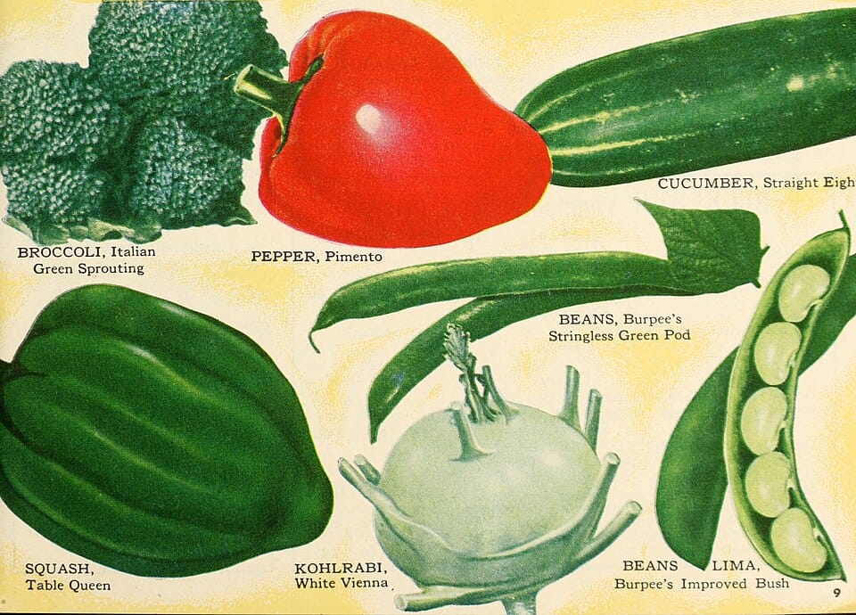 Les engrais naturels pour le potager : guide complet