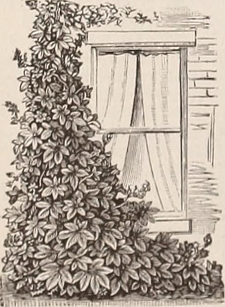 Le jardin en hiver : que faire de décembre à février ?