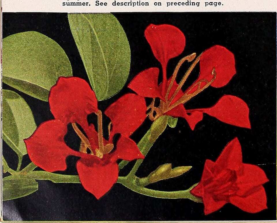 Créer un jardin fleuri pour toute la saison : guide d'association