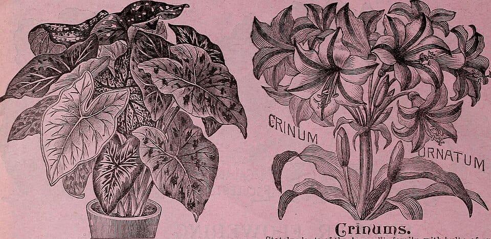 Planter des arbres et arbustes en automne : pourquoi c'est le meilleur moment