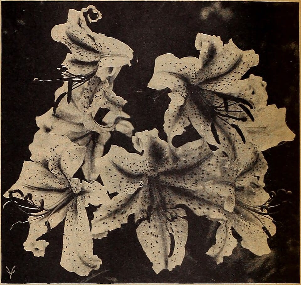 Les fleurs à semer en intérieur en février pour le printemps