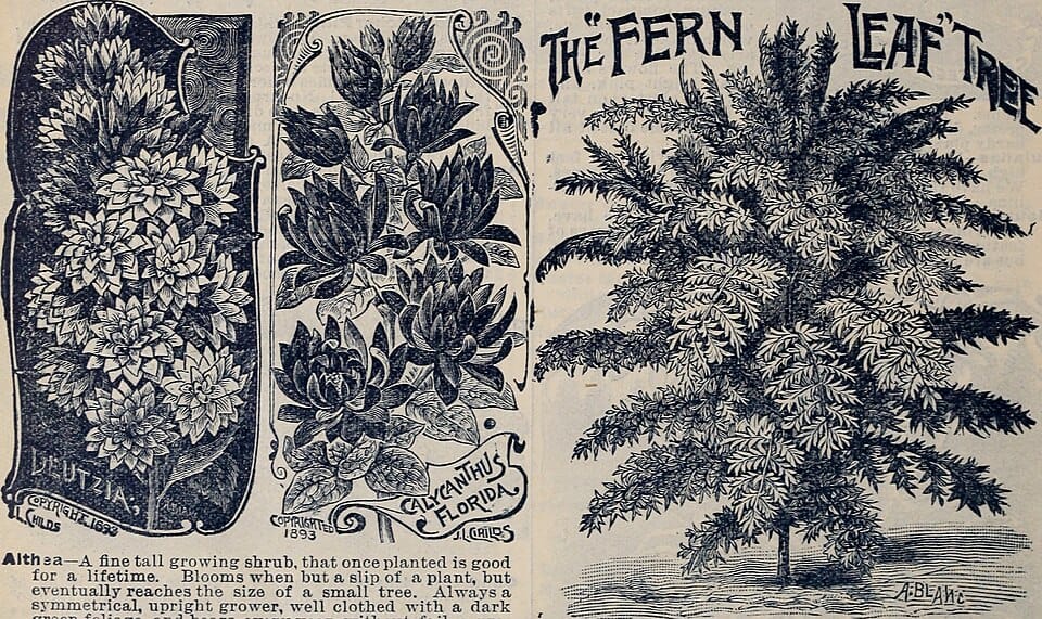 Protéger les plantes fragiles du gel : techniques et astuces