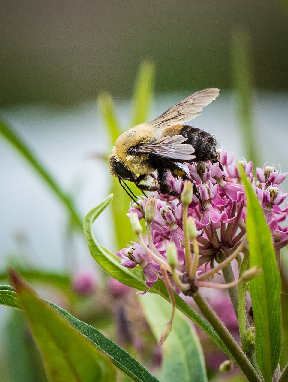 Les insectes utiles du jardin : les reconnaître et les attirer