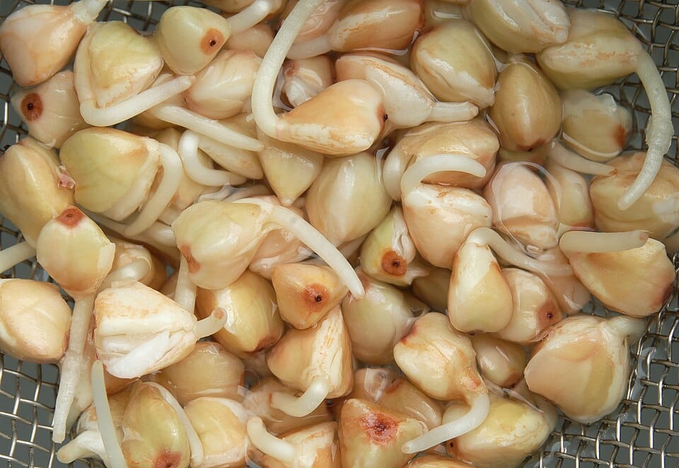 Les premières semences de l'année : que semer en janvier ?