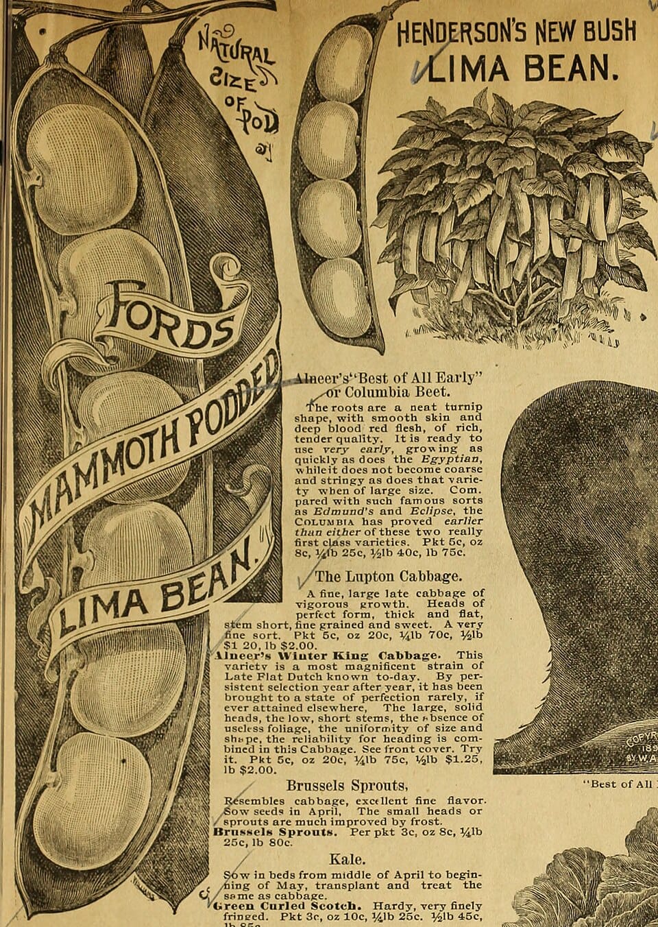 Préparer son plan de potager pour 2026 : méthode et astuces