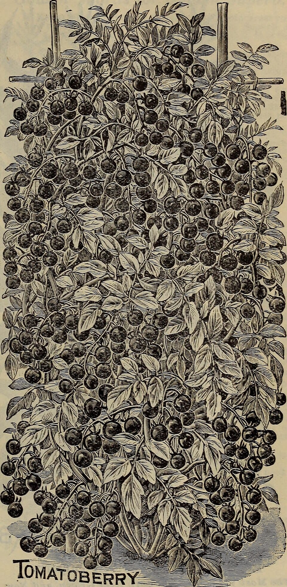 Tailler les arbustes à floraison estivale : quand et comment ?