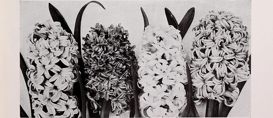 Créer une haie fleurie : choisir et planter les bons arbustes