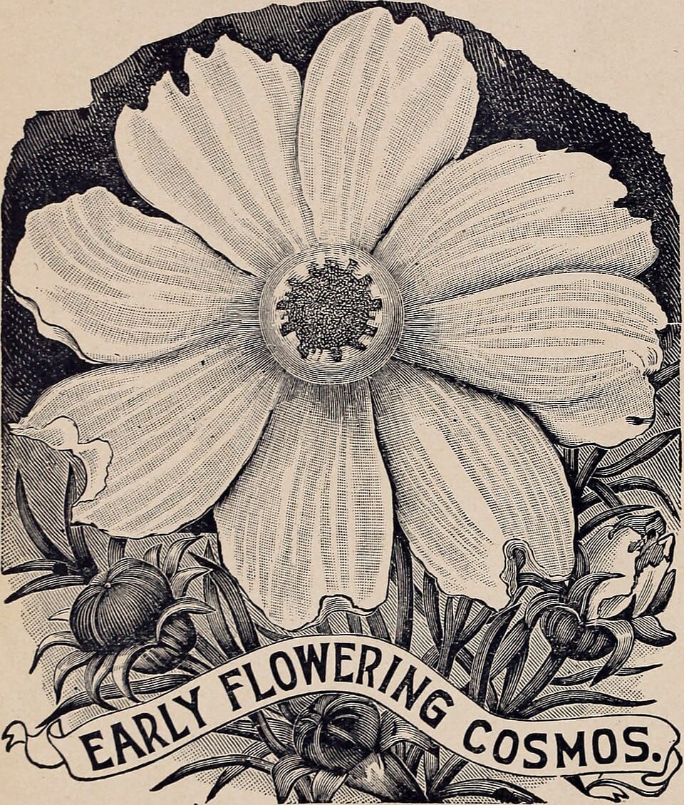 Quels légumes cultiver sous serre en janvier et février ?