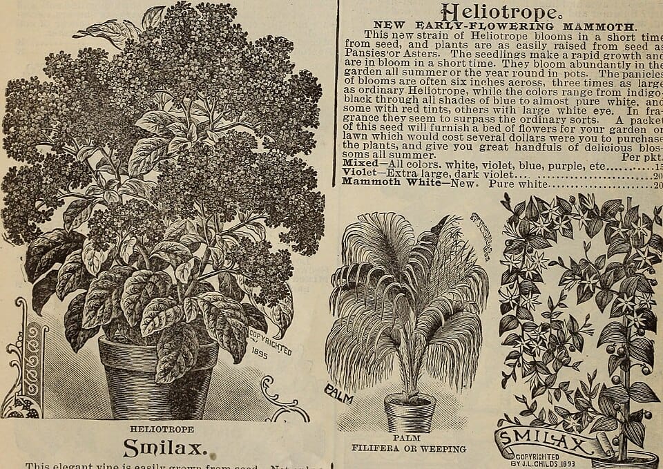 Les chrysanthèmes : plantation, entretien et association